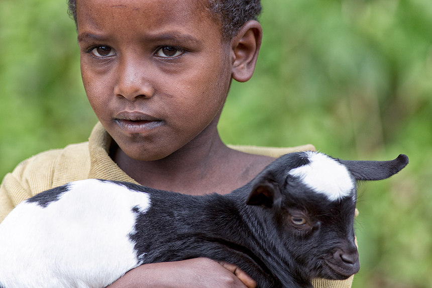 A boy carrying a goat, while his family is trekking with their livestock thru Harenna.