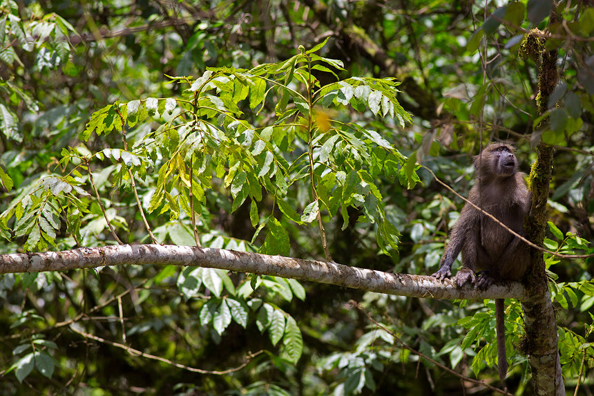 A young olive baboon (Papio anubis).