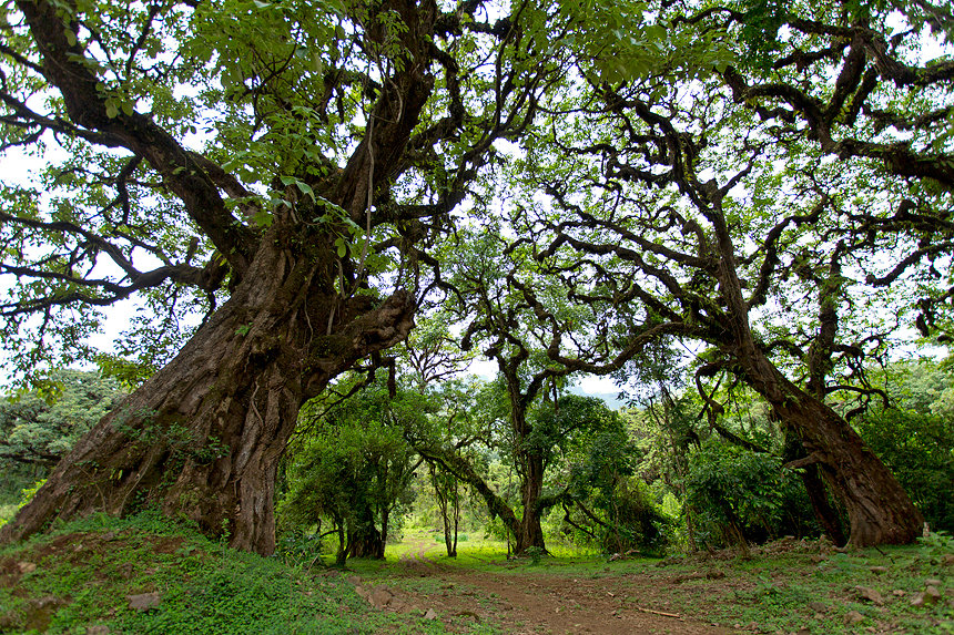 I loved these massive old fig trees!
