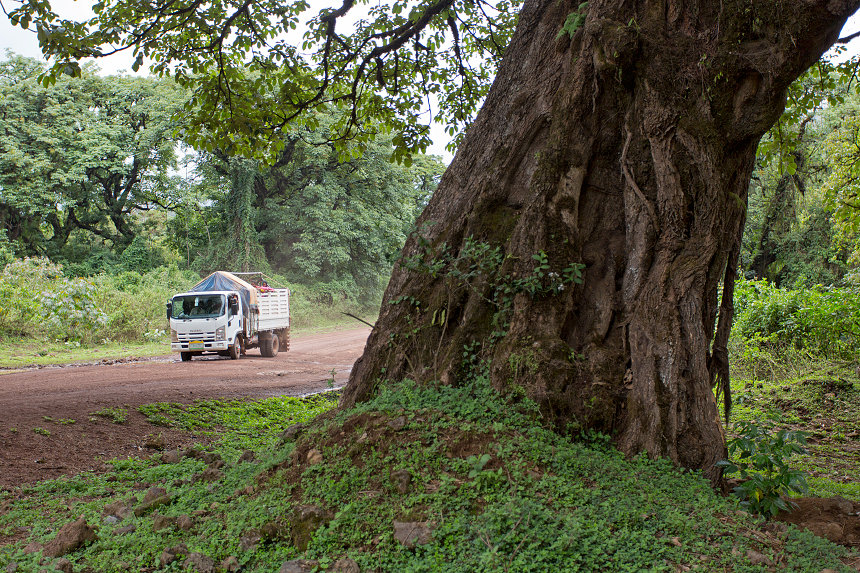 Massive trees line the only road that links Goba to the south of Harenna.