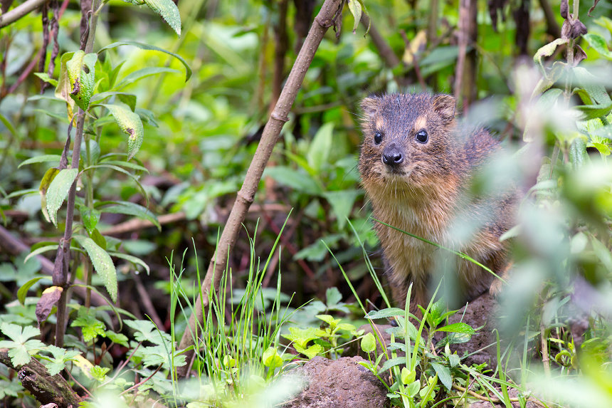 A bush hyrax (Heterohyrax brucei)?! taking a peek out of the undergrowth.