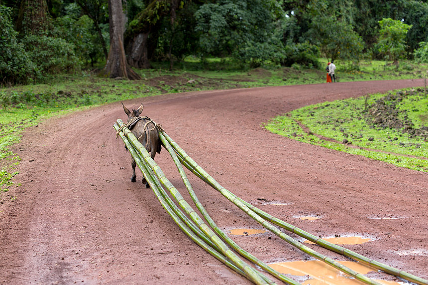 A donkey transported cut bamboo from the National Forest.
