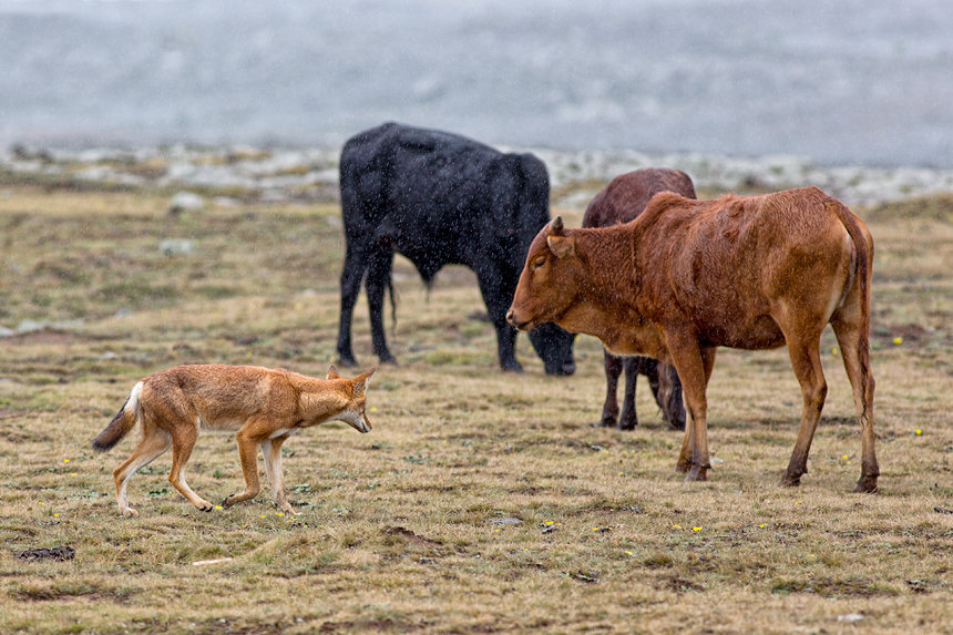 A wolf keeping a eye on some illegal cattle