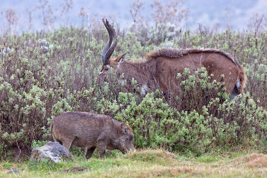An endemic and endangered mountain nyala (Tragelaphus buxtoni) and warthog (Phacochoerus africanus) are frequently seen at the Gaysay Grasslands