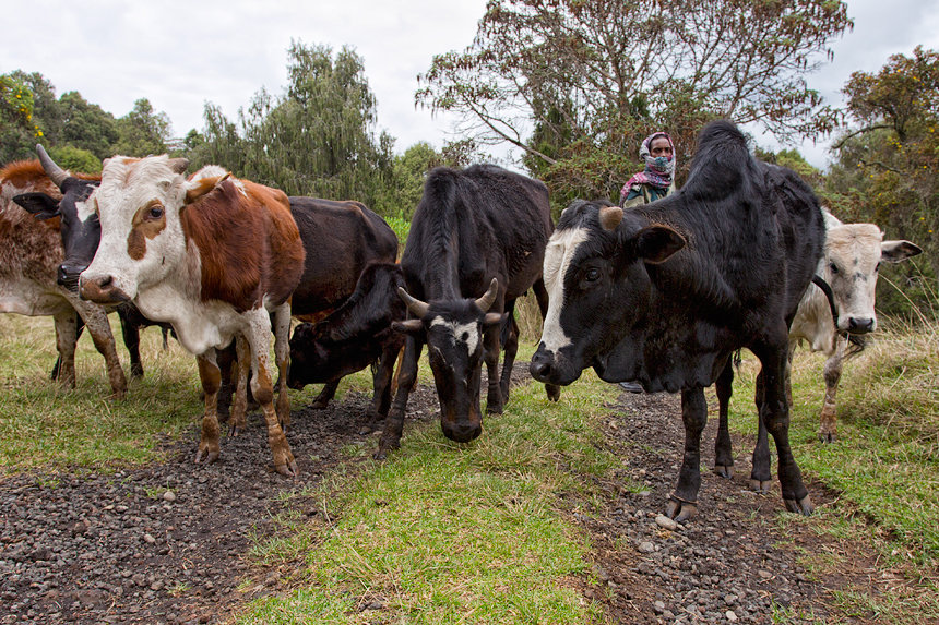 These cattle were confiscated by rangers for illegal grazing in the park. Farmers can collect their animals after paying a fine.