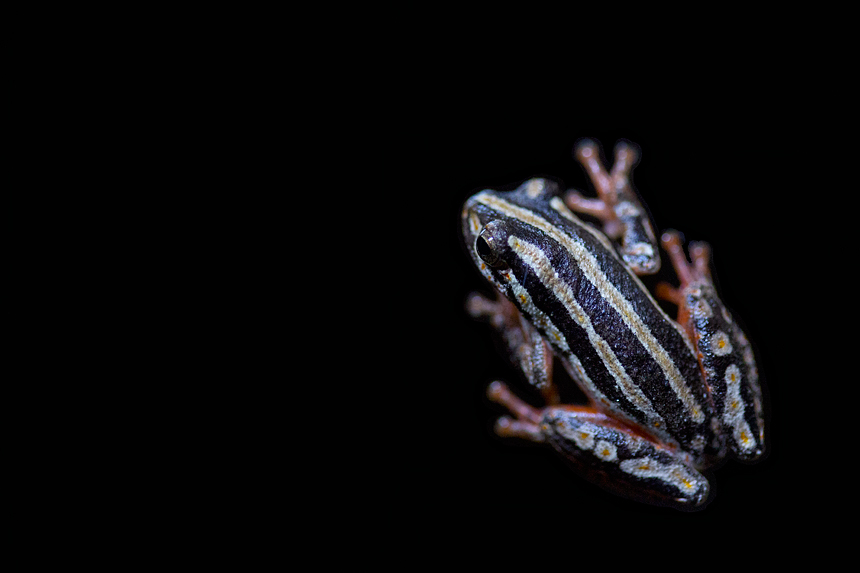 A Painted Reed Frog (Hyperolius marmoratos) at night.
