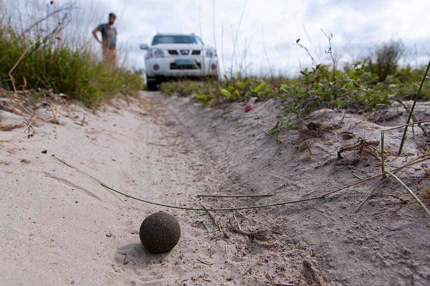 Its unbelievable how perfectly round a dung beetle can make their dung balls. Beetles have priority while driving, hence we took a closer look!