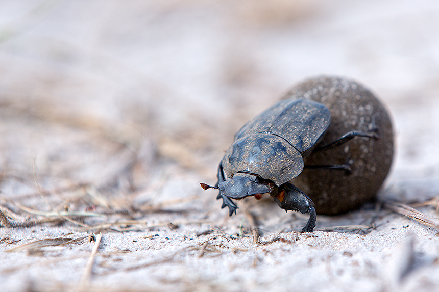 Dung beetle (Scarabaeus sp) with their balls of dung (zebra in this case) play a vital role in this ecosystem.