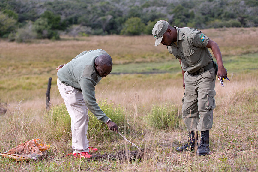 Law Enforcement Coordinator Natercio Ngovene and his collegue going trough the remains of a poached wildebeest.