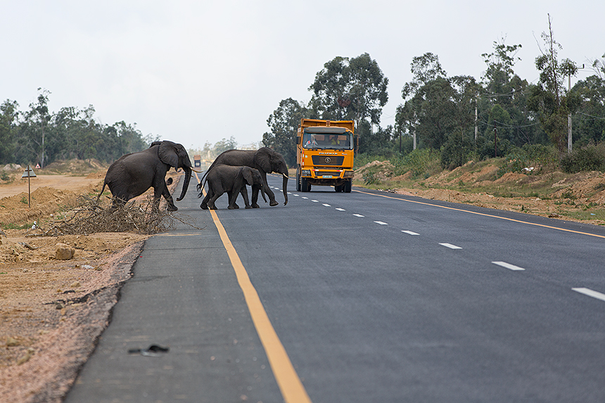 This new Chinese build highway - though drastically shortening travel times - comes with its own set of challenges, including preventing wildlife-vehicle collisions.
