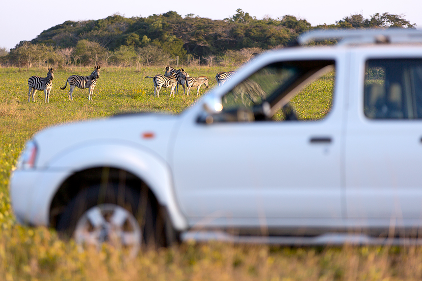 The re-introduction and subsequent relocations of zebra is clearly paying off!