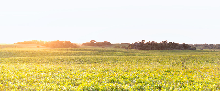 Sunset above a typical landscape in Maputo Special Reserve: grassland with pockets of dense forest.