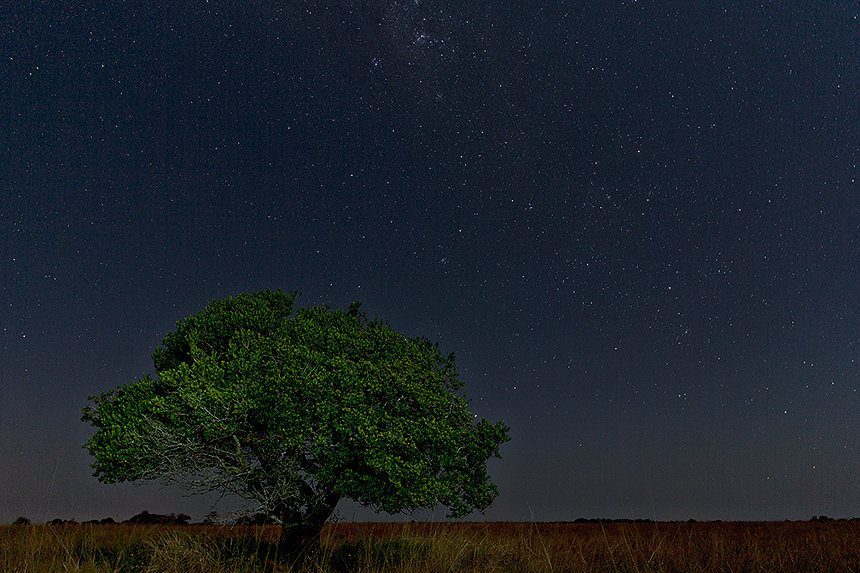 A lone tree in the dune grasslands of Maputo Special Reserve with a star filled night sky.