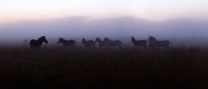 Zebra's, mist, high iso and a long exposure helped create this abstract pre-sunrise panorama.