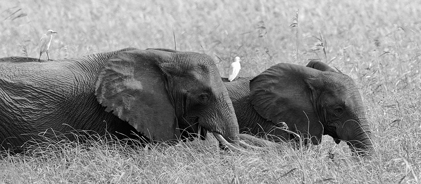 Two African bush elephants (Loxodonta africana) in the elephant grass, carrying the every present cattle egrets.