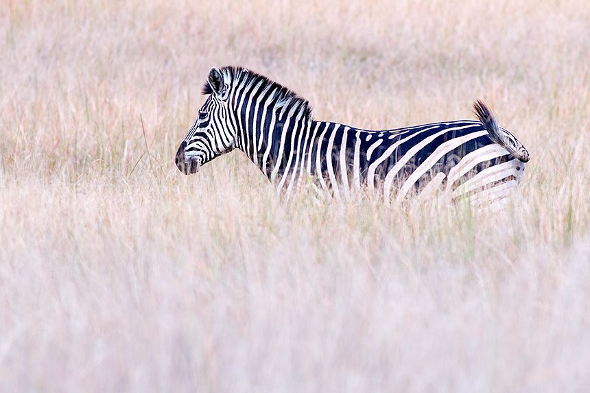 I like the contrast between this zebra and the surrounding soft colours.