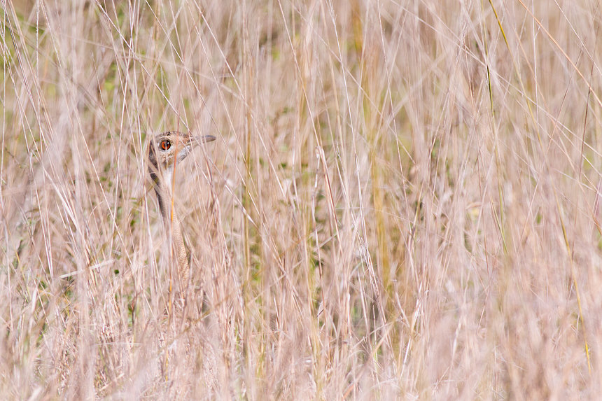 A red-crested korhaan or bustard (Lophotis ruficrista) playing hide and seek.