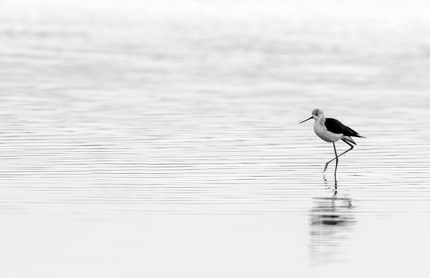 Black-and-white capture of an elegant black-winged stilt (Himantopus himantopus).