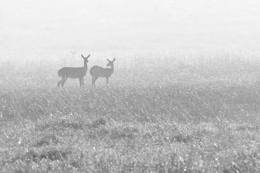 Black-and-white capture of a group of southern reedbuck (Redunca arundinum).