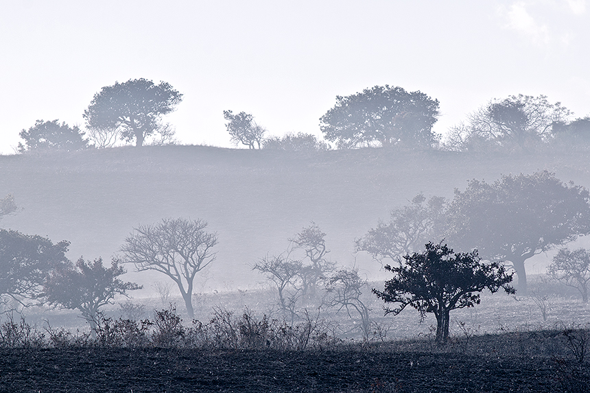 Parts of the park are burned on purpose - like elsewhere in Africa - to simulate natural burns and create fresh grasslands to help boost wildlife numbers.