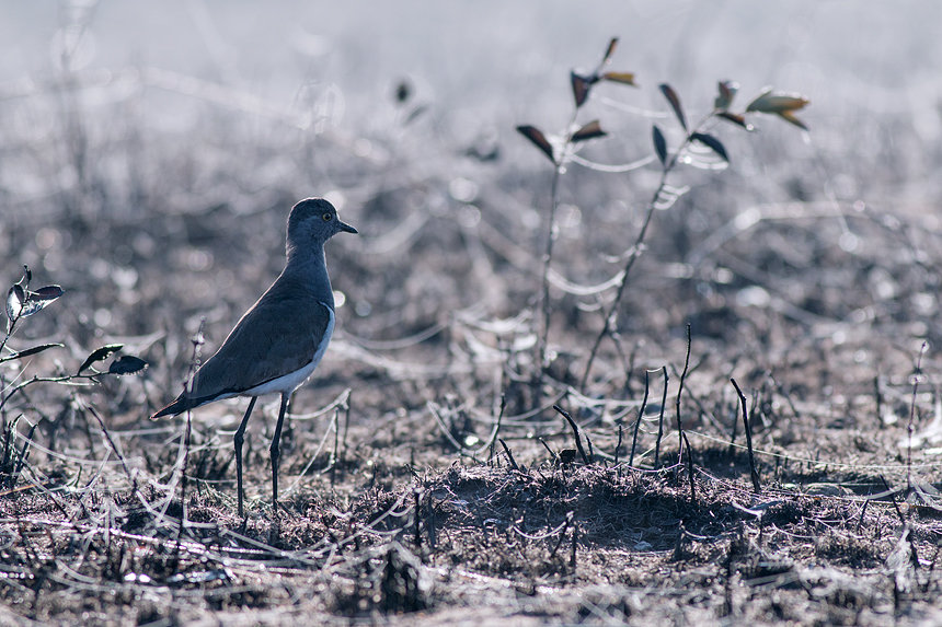 Full-colour photograph of a lapwing (Vanellus sp.) in a burned part of the part.