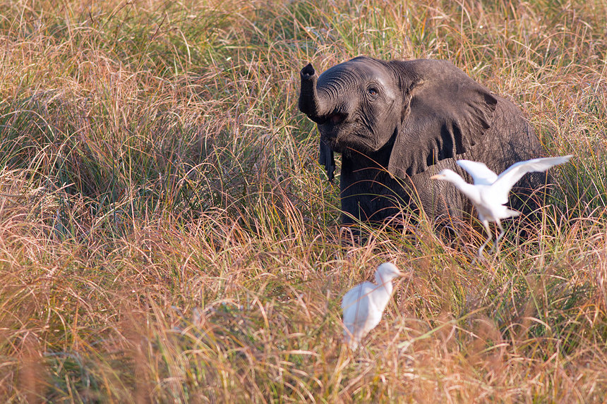 This young African bush elephant (Loxodonta africana) didn't appreciate the cattle egret using his back as a landing pad.