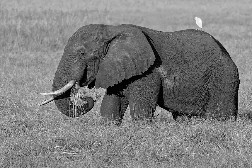A massive bull African bush elephant (Loxodonta africana) at breakfast :)