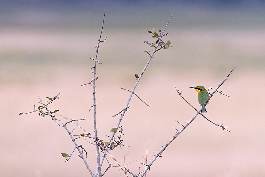 I love this shot of a little bee-eater (Merops pusillus): a bright splash of colour against a pastel coloured background.