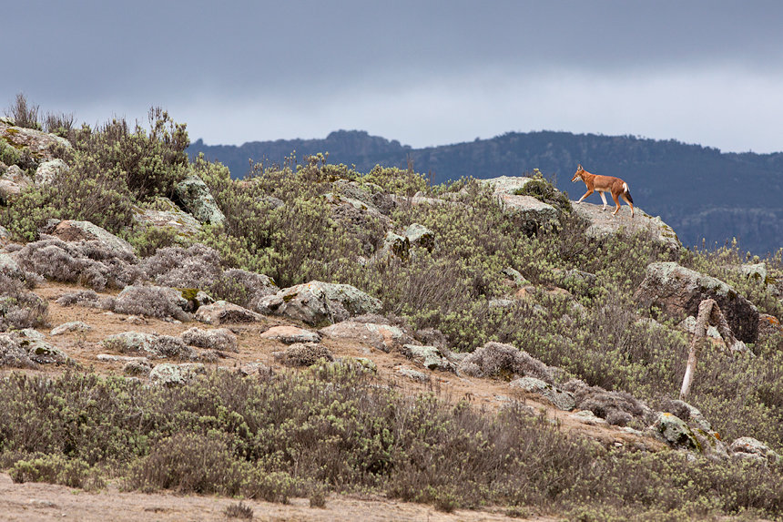 An Ethiopian wolf walking on a small ridge in Web Valley