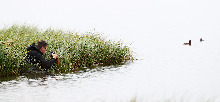 A monopod would have been useful here: wearing waders in the frigid water of Iceland to photograph a pair of horned grebe (Podiceps auritus). Photo: Krijn Trimbos, www.trimbosphotography.com