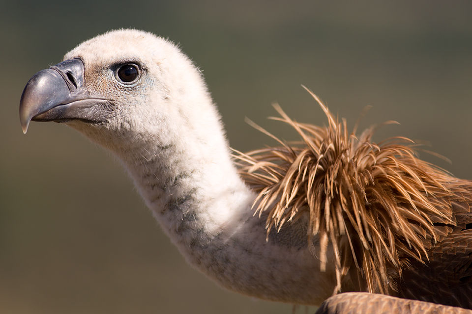A curious Griffon Vulture (Gyps fulvus). Canon 5D MKIII, Canon EF 400mm f/5.6 L USM, 1/200, f/5.6, iso 100, tripod.
