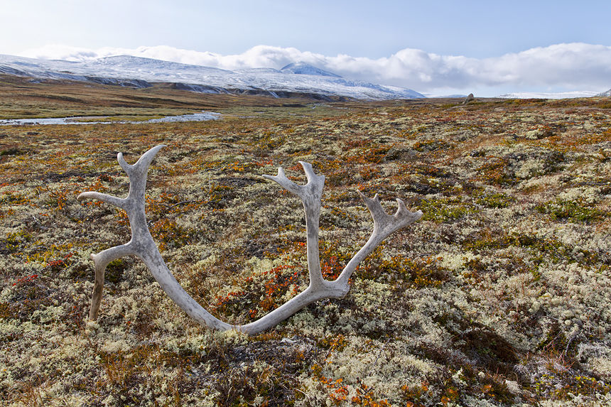 Antler of one of the last remaining wild Fennoscandian reindeer in Europe!