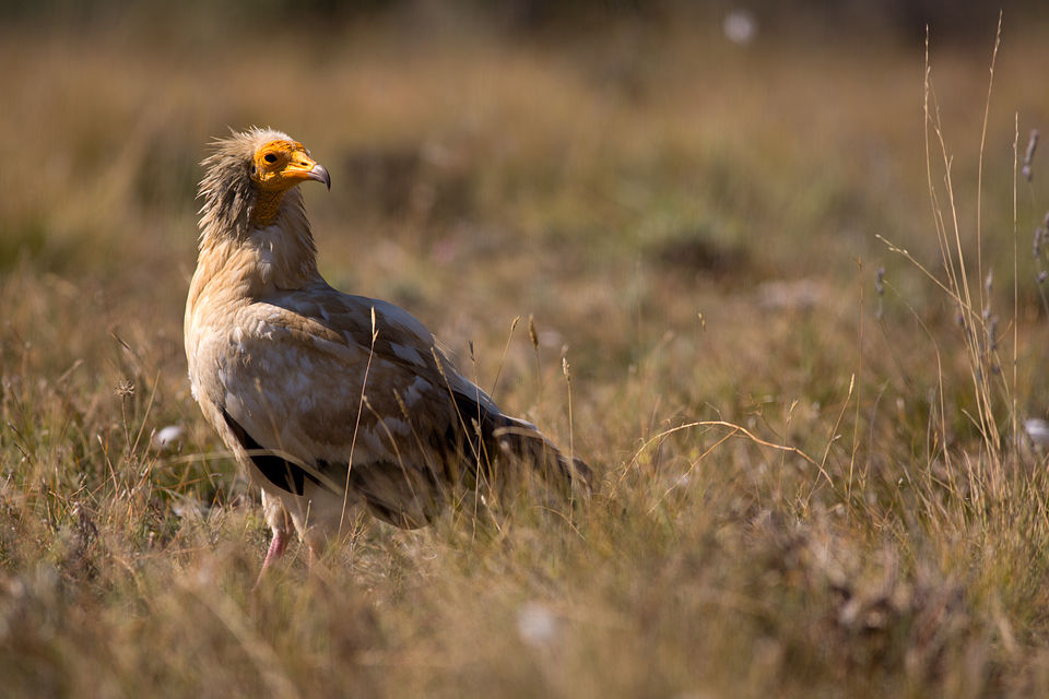 An Egyptian Vulture (Neophron percnopterus). A curious Griffon Vulture (Gyps fulvus). Canon 5D MKIII, Canon EF 400mm f/5.6 L USM, 1/320, f/5.6, iso 100, tripod.