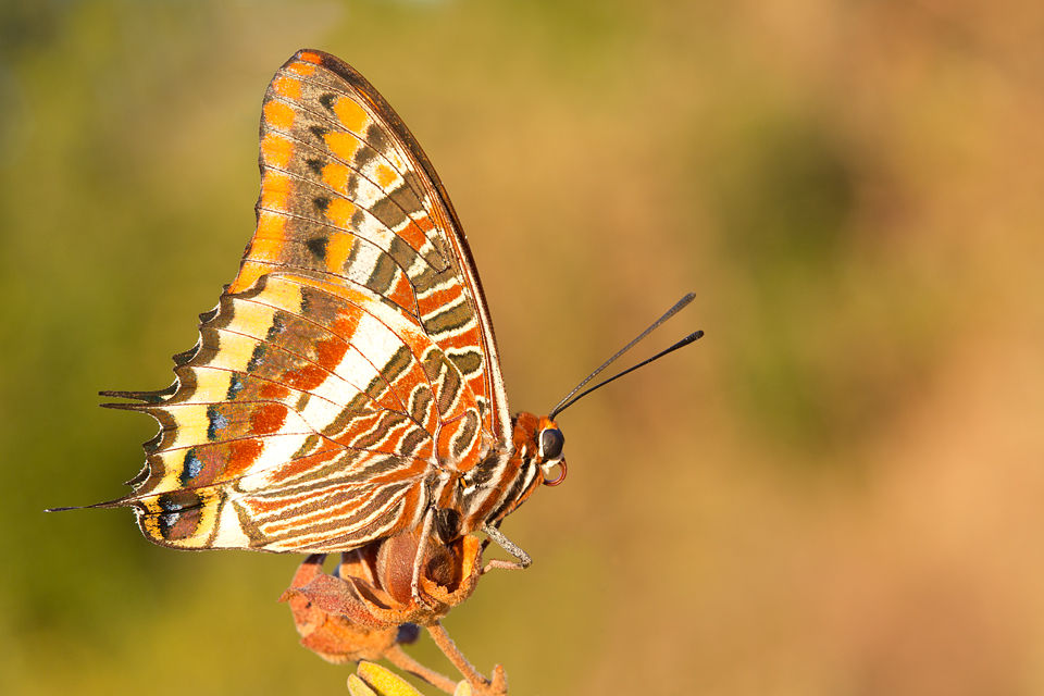 The stunning Foxy Emperor (Charaxes jasius). Canon 5D MKIII, Canon EF 100mm f/2.8 USM Macro, 1/100, f/10, iso 640, handheld.