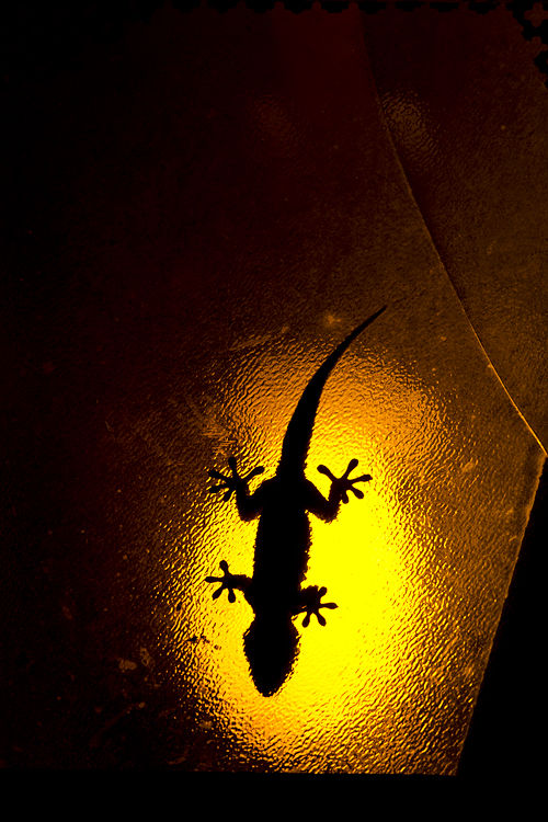 Moorish Wall Gecko (Tarentola mauritanica) on a street lantern. Canon 5D MKIII, Canon EF 400mm f/5.6 L USM, Canon Extender EF 1.4x III, 1/500, f/11, iso 400, tripod.