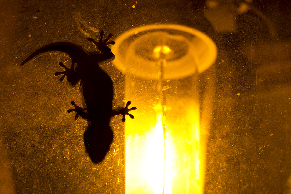 Silhouette of a Moorish Wall Gecko (Tarentola mauritanica). Canon 5D MKIII, Canon EF 400mm f/5.6 L USM, Canon Extender EF 1.4x III, 1/500, f/11, iso 400, tripod.