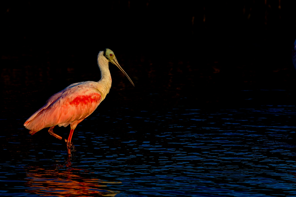 PINK: a roseate spoonbill (Platalea ajaja). Canon 5D Mark III, Canon EF 400mm f/5.6 L USM, 1/500, f/8, iso 100, handheld.