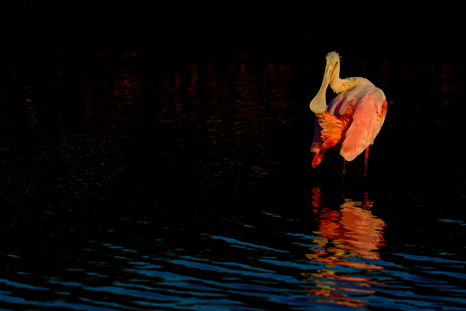 A gorgeous roseate spoonbill (Platalea ajaja) preening. Canon 5D Mark III, Canon EF 400mm f/5.6 L USM, 1/500, f/8, iso 100, handheld.