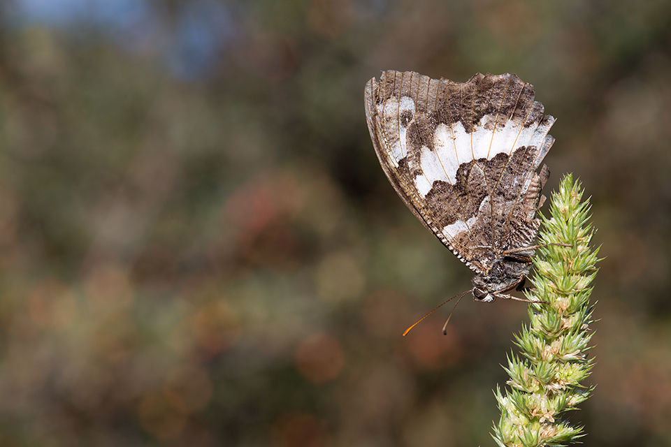 An Eurasian White Admiral (Limenitis camilla)? Canon 5D MKIII, Canon EF 100mm f/2.8 USM Macro, 1/100, f/10, iso 100, handheld.