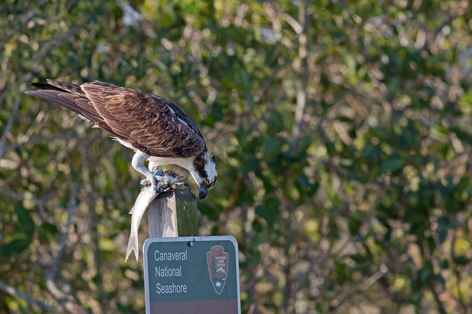 An osprey (Pandion haliaetus) with its catch. Canon 5D Mark III, Canon EF 400mm f/5.6 L USM, 1/640, f/6.3, iso 250, handheld.