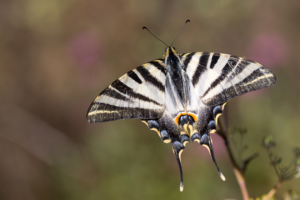 A delicate Scarce Swallowtail (Iphiclides podalirius). Canon 5D MKIII, Canon EF 100mm f/2.8 USM Macro, 1/320, f/5.6, iso 100, handheld.