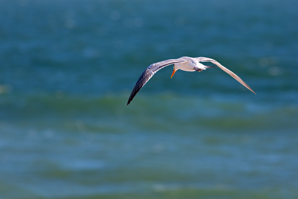 Fishing least stern (Sterna antillarum). Canon 5D Mark III, Canon EF 400mm f/5.6 L USM, 1/640, f/6.3, iso 160, handheld.