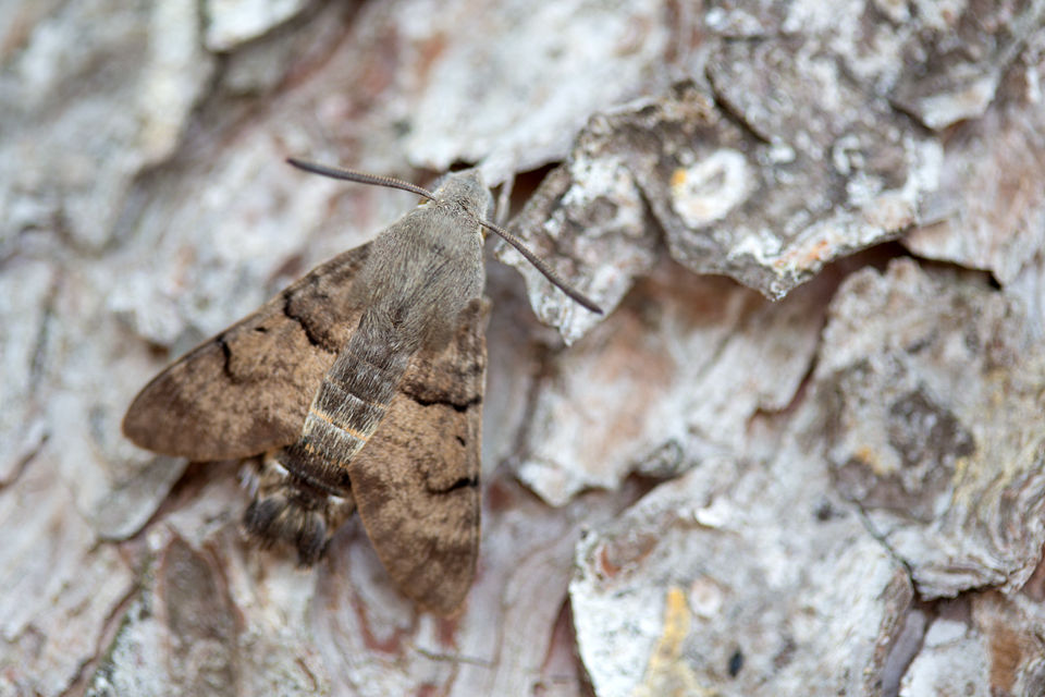 A Hummingbird hawk-moth (Macroglossum stellatarum). Canon 5D MKIII, Canon EF 100mm f/2.8 USM Macro, 1/50, f/2.8, iso 320, handheld.