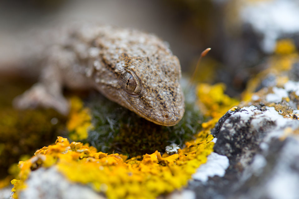 A Moorish Wall Gecko (Tarentola mauritanica). Canon 5D MKIII, Canon EF 100mm f/2.8 USM Macro, 1/125, f/3.5, iso 320, handheld.