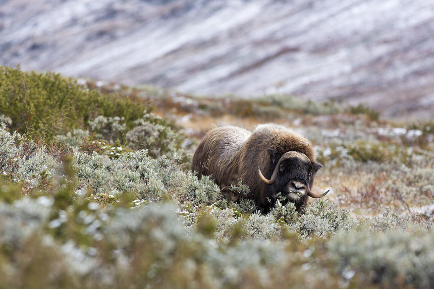 A male taking a break between fighting.