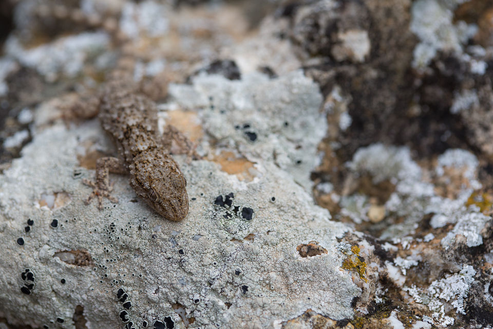 Hidden among the rocks and lichens. Canon 5D MKIII, Canon EF 100mm f/2.8 USM Macro, 1/250, f/4.5, iso 320, handheld.