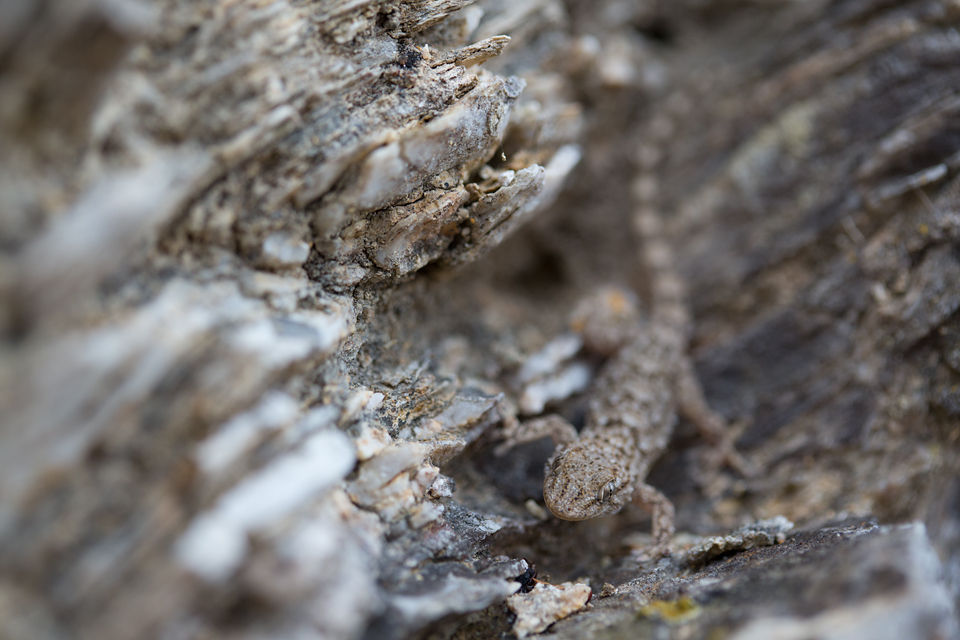 Hardly distinguishable. Canon 5D Mark III, Canon EF 100mm f/2.8 USM Macro, 1/160, f/3.5, iso 320, handheld.