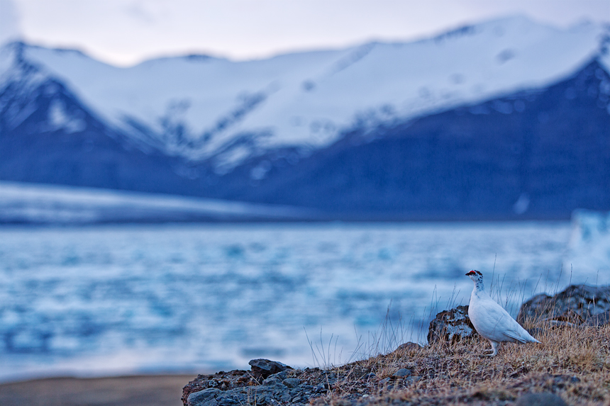 A male rock ptarmigan (Lagopus muta) in front of the Jökulsárlón glacial lake.
