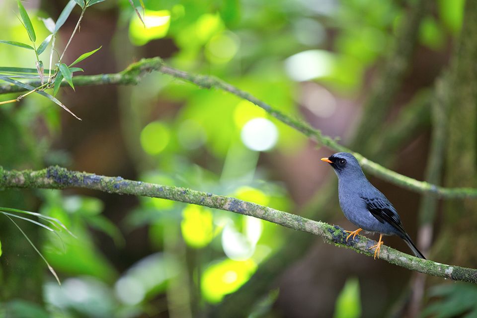 An adult black-faced solitaire (Myadestes melanops). Canon 5D Mark III, Canon EF 70-200mm f/2.8L IS II USM, 1/160, f/2.8, iso 1000, handheld.