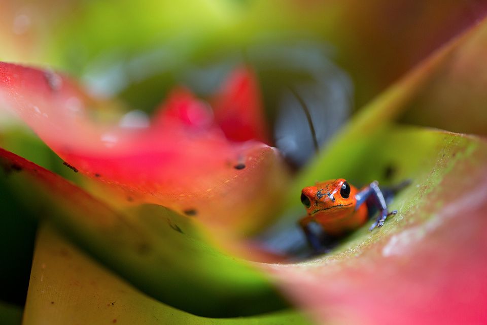 A "blue jeans" color morph (Oophaga pumilio) in a bromelia. Canon 5D MKIII, Canon EF 100mm f/2.8 USM Macro, 1/500, f/2.8, iso 1000, handheld.
